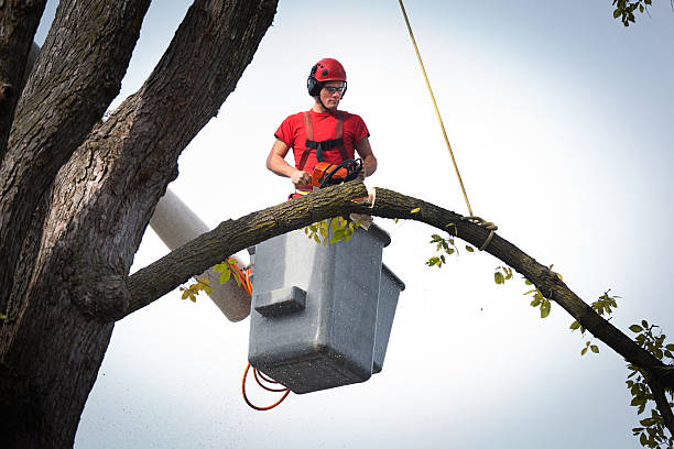 Reliable Stony Point, MI Tree Services Solutions